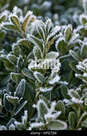 Hoar oder Reim Frost, Eiskristalle auf den Blättern von einem Feld Busch, Buxus Semperviirens, in einem Garten Hecke im winter Stockfoto