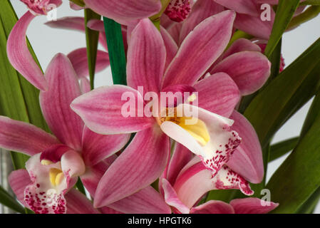Rosa Orchidee Cymbidium Blüte zeigt Blütenblätter, Kelchblätter, Anthere Kappe, Spalte und modifizierte Blütenblatt der Lippe Stockfoto