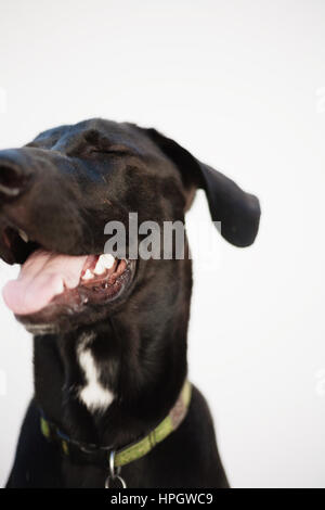 Porträt des großen schwarzen Hund Stockfoto