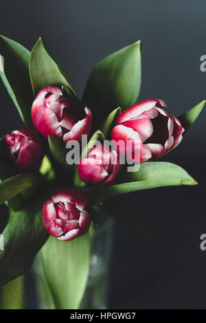 Rosa rote Pfingstrose Tulpen in Vase. Selektiven Fokus Stockfoto