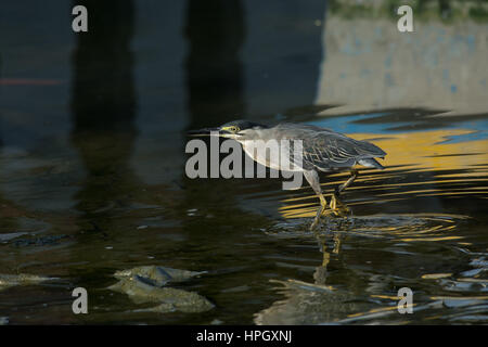 Gestreift (kleine) Heron - Butorides Striata - waten im seichten Wasser mit farbenfrohen abstrakten Mustern. Stockfoto