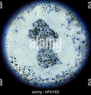 Eine simulierte Ansicht durch ein Mikroskop auf Bakterien in der Form von Guyana. (Serie) Stockfoto