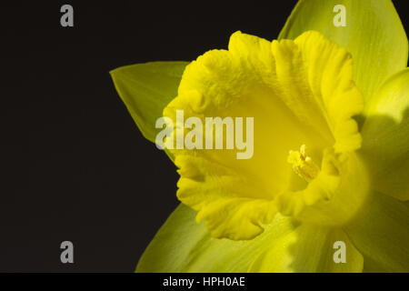 Schließen Sie herauf Bild der gelben Narzisse Stockfoto