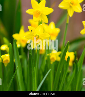 Es muss fast Frühling. Narzissen Narzissen bringen einen Ausbruch von gelb in den Garten im Februar. Stockfoto