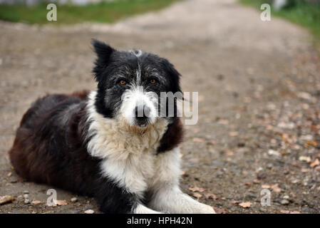 Verlassene, traurig, Obdachlose streunenden Hund auf der Straße Stockfoto
