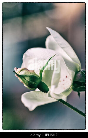 Pfirsich farbigen rose Knospe mit grünen Blätter mit de-fokussierte weiße rose Blume Blüte auf einem farbigen Hintergrund, sehr flachen Fokus Stockfoto