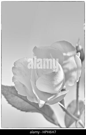 Pfirsich farbigen rose Knospe mit grünen Blätter mit de-fokussierte weiße rose Blume Blüte auf einem farbigen Hintergrund, sehr flachen Fokus Stockfoto