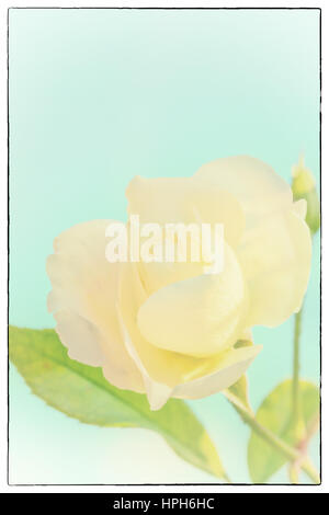 Pfirsich farbigen rose Knospe mit grünen Blätter mit de-fokussierte weiße rose Blume Blüte auf einem farbigen Hintergrund, sehr flachen Fokus Stockfoto