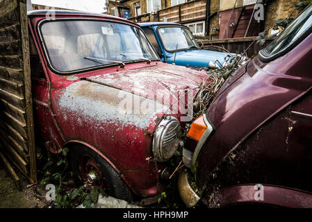 Eine Gruppe von vier verlassene British Leyland Minis links auf eine überwachsene Parkplatz zu verschlechtern. Mini Auto, Autos Stockfoto