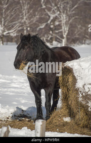 Portrait über ein schwarzes Pferd auf der Weide Gebiet im Schnee mit Bäumen hinter.  Haben Sie eine große Runde Heuballen mit Schnee drauf. Stockfoto