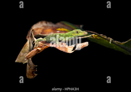 Anole (Anolis Punctatus) entdeckt (Dactyloidae Familie), Amazonas Regenwald, Copalinga, Zamora Provinz, Ecuador Stockfoto