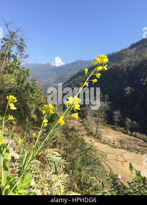 Anzeigen Fishtail Berg und Annapurna Himalaya Nepal Reihe anzeigen während Ghandruk Village in Kaski, Nepal trekking. Stockfoto