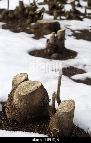 vertikale Vorderansicht nahe zerschnitten von vielen Baumstämmen auf einem Feld mit Schnee im Winterzeit bedeckt Stockfoto