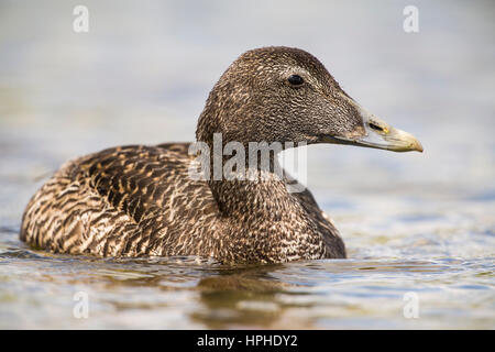 Gemeinsamen Eiderenten (Somateria Mollissima), erwachsenes Weibchen, Shetland, UK Stockfoto