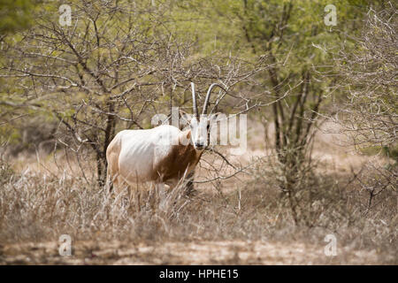 Scimitar-horned Oryx-Antilopen (Oryx Dammah), Guembeul Fauna Reserve, Senegal Stockfoto