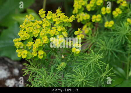 Zypressen-Wolfsmilch (Euphorbia Cyparissias) Pflanze in Blüte Stockfoto