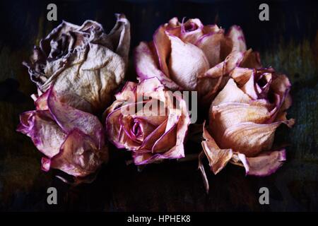 Getrocknete Rosen mit dunklem Hintergrund Stockfoto