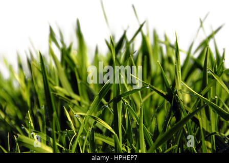 Blätter des Grases isoliert Stockfoto