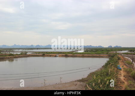 Oyster Pearl Farm für Perlen und medizinische Verwendung Stockfoto