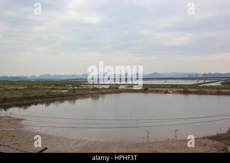 Oyster Pearl Farm für Perlen und medizinische Verwendung Stockfoto