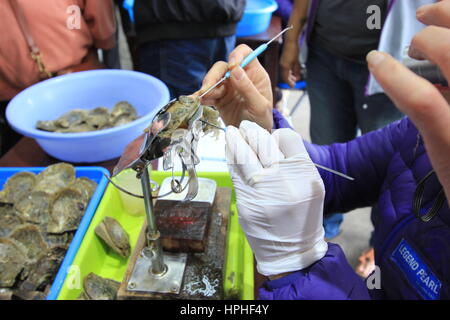 Oyster Pearl Farm für Perlen und medizinische Verwendung Stockfoto