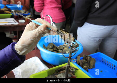 Oyster Pearl Farm für Perlen und medizinische Verwendung Stockfoto