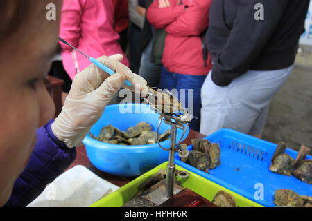 Oyster Pearl Farm für Perlen und medizinische Verwendung Stockfoto