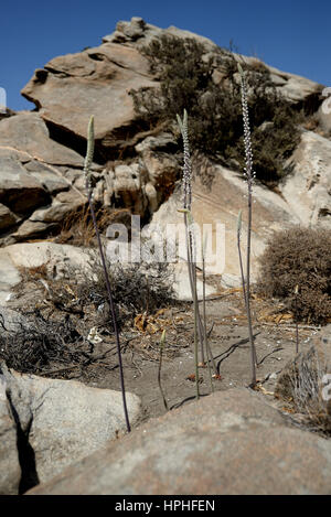 Drimia Numidica ist am Kolimbithres Strand. Stockfoto