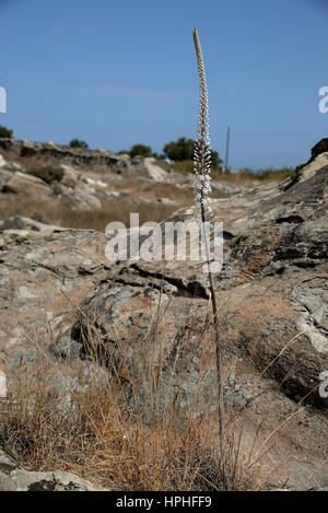 Drimia Numidica ist am Kolimbithres Strand. Stockfoto