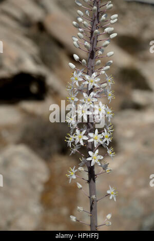 Drimia Numidica ist am Kolimbithres Strand. Stockfoto