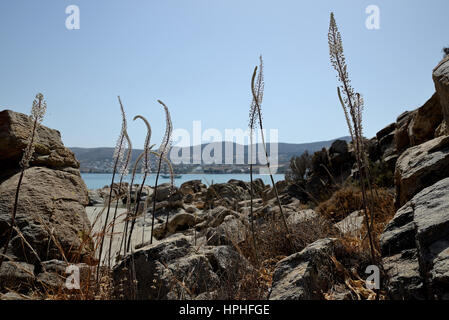 Drimia Numidica ist am Kolimbithres Strand. Stockfoto