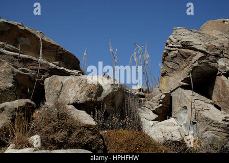 Drimia Numidica ist am Kolimbithres Strand. Stockfoto