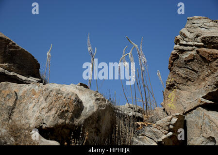 Drimia Numidica ist am Kolimbithres Strand. Stockfoto