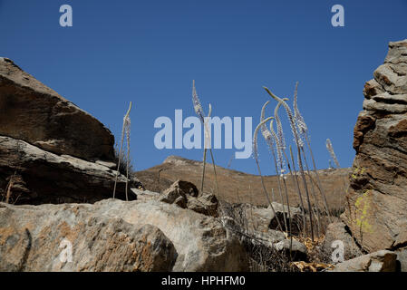 Drimia Numidica ist am Kolimbithres Strand. Stockfoto