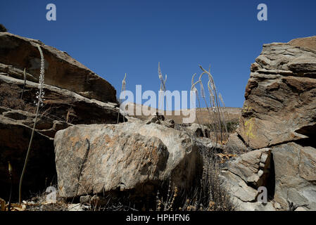 Drimia Numidica ist am Kolimbithres Strand. Stockfoto