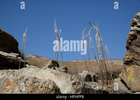 Drimia Numidica ist am Kolimbithres Strand. Stockfoto