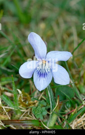 Heide Hund-Veilchen - Viola Canina (Violaceae) Stockfoto