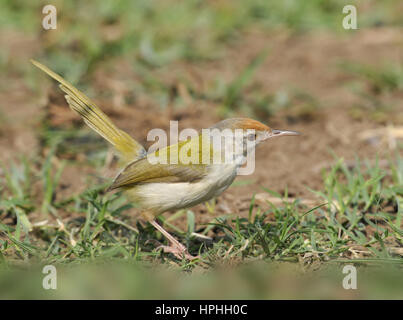 Gemeinsame Tailorbird - Orthotomus sutorius Stockfoto