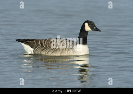 Kanada-Gans - Branta canadensis Stockfoto