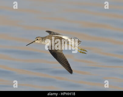 Marsh Sandpiper - Tringa stagnatilis Stockfoto