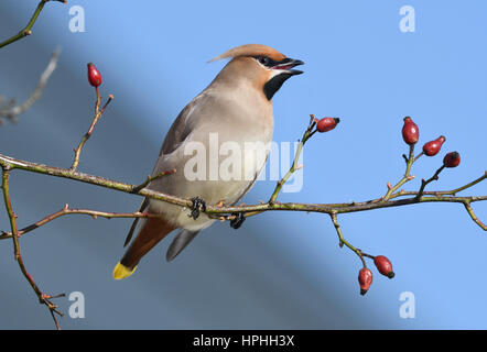 Seidenschwanz - Bombycilla garrulus Stockfoto