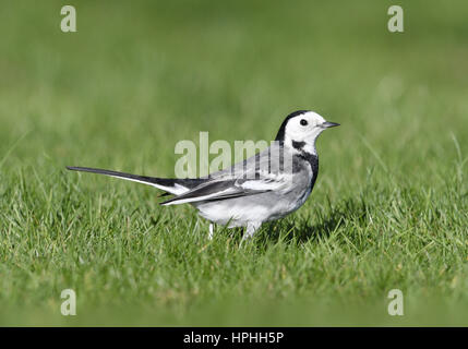 Trauerschnäpper Bachstelze - Motacilla Alba yarrellii Stockfoto