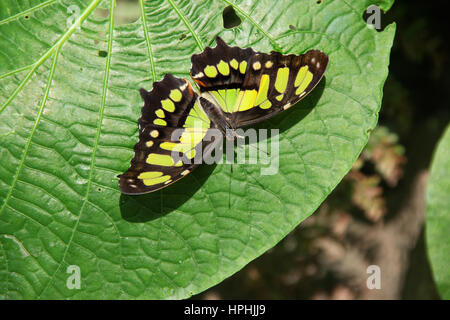 Der Malachit Siproeta Stelenes grüne & schwarze Schmetterling sitzt auf einem großen grünen Blatt, Roatan, Honduras, Mittelamerika. Stockfoto