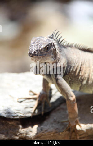 Leguan steht auf den Felsen, Santa Marta, Kolumbien. Stockfoto