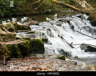 In der Nähe von kleinen Wasserfall in einem Park, Clumber Park Nottinghamshire, England Stockfoto