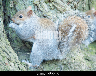 Nahaufnahme der grauen Eichhörnchen (Sciurus Carolinensis) Verzehr von Nüssen Clumba Park, Nottingshire, England, Vereinigtes Königreich Stockfoto