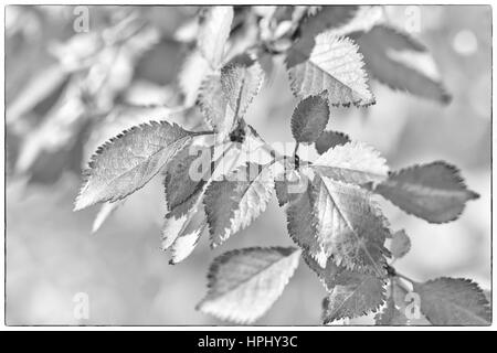 Ein schwarz-weiß Foto Herbstlaub, sehr flachen Fokus Stockfoto