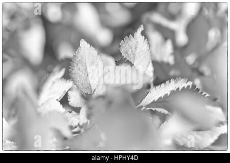 Ein schwarz-weiß Foto Herbstlaub, sehr flachen Fokus Stockfoto