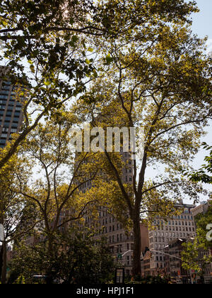 Das Flatiron-Gebäude in New York City ist sichtbar durch eine Sammlung von Bäumen. Stockfoto