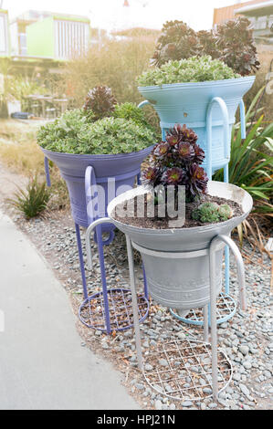 Echeveria Elegans (mexikanische Schneeball, mexikanische Juwel, weisse mexikanische Rose) gewachsen in Pflanzer im öffentlichen Bereich von Christchurch, Neuseeland Stockfoto